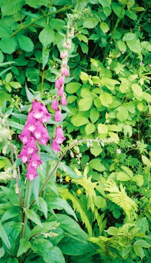 030616CoughlanGraveOrig (5)