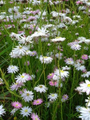 2005_0923JamOpenDay0010w