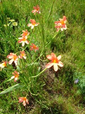 2005_0923JamOpenDay20068w