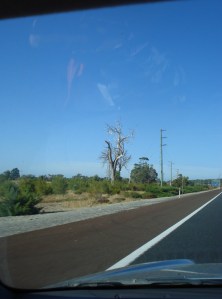 140326DiebackMandurahRd (15)