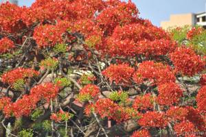 141023FlamboyantsHBChalcraft