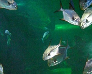 040317SydneyAquaBlog