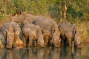 White Rhino, Photographed in the Kruger National Park South Africa