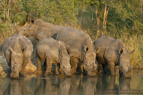 White Rhino, Photographed in the Kruger National Park South Africa