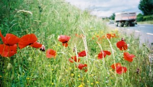 030620JuneIrelandORIG (10)