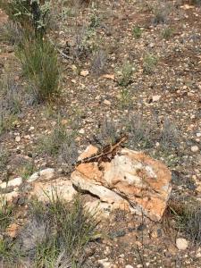 150405TripIntoBush11