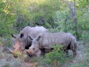 rhinos in kzn