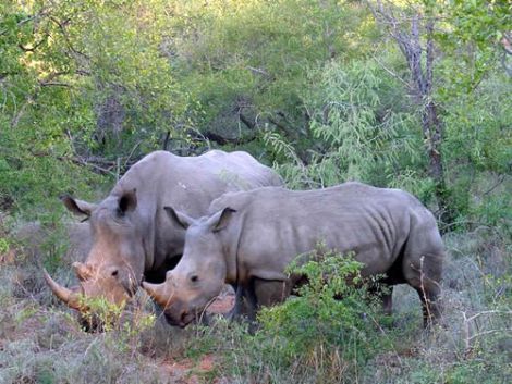 rhinos in kzn