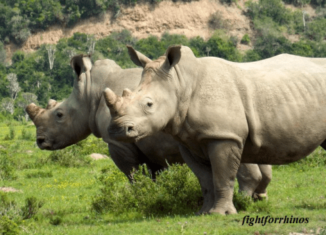 ffr rhinos