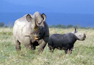 black rhinos ol pejeta