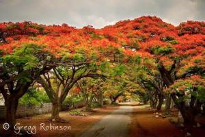 Beautiful book of Photos available © Gregg Robinson