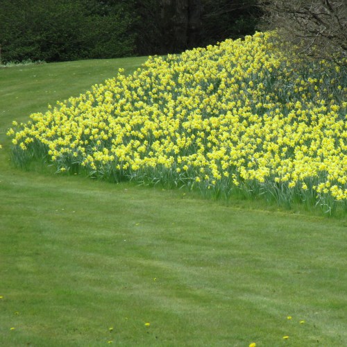 Daffodils