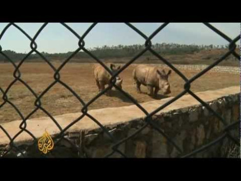 rhino farm aljazeera