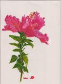 11OctArtHibiscus1W