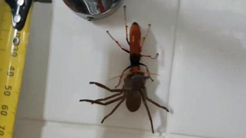 58753b42197a3_836wasp_3