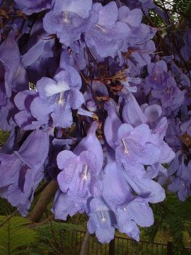 450px-BlueJacarandaFlowers