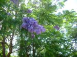031123MyJacaranda (4)