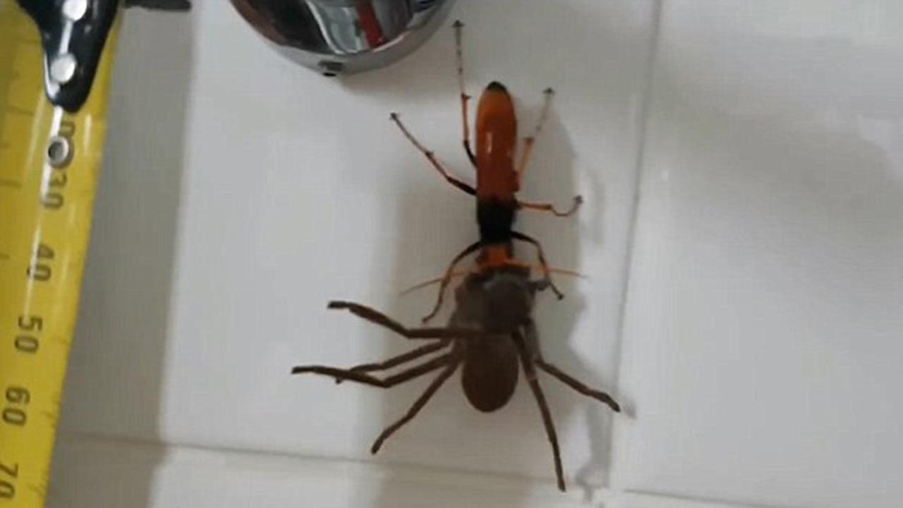 58753b42197a3_836wasp_3